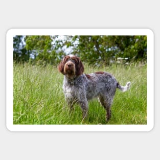 Standing in a meadow Spinone Sticker